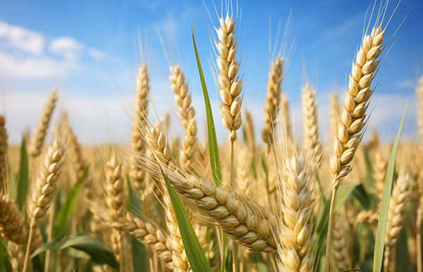 農(nóng)產(chǎn)品